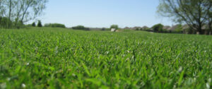 overseed ryegrass lawn